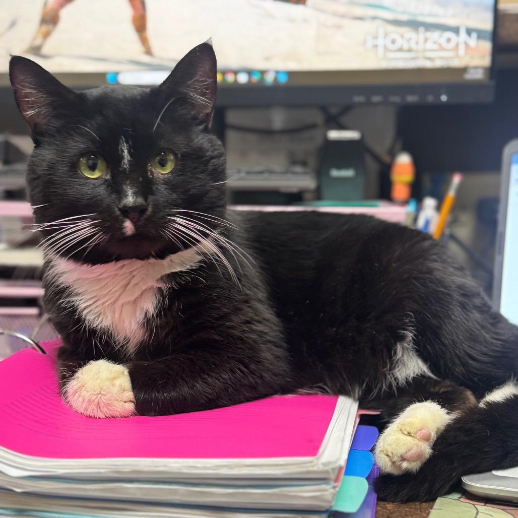 Ham, Adoptable, Senior Male Domestic Short Hair.