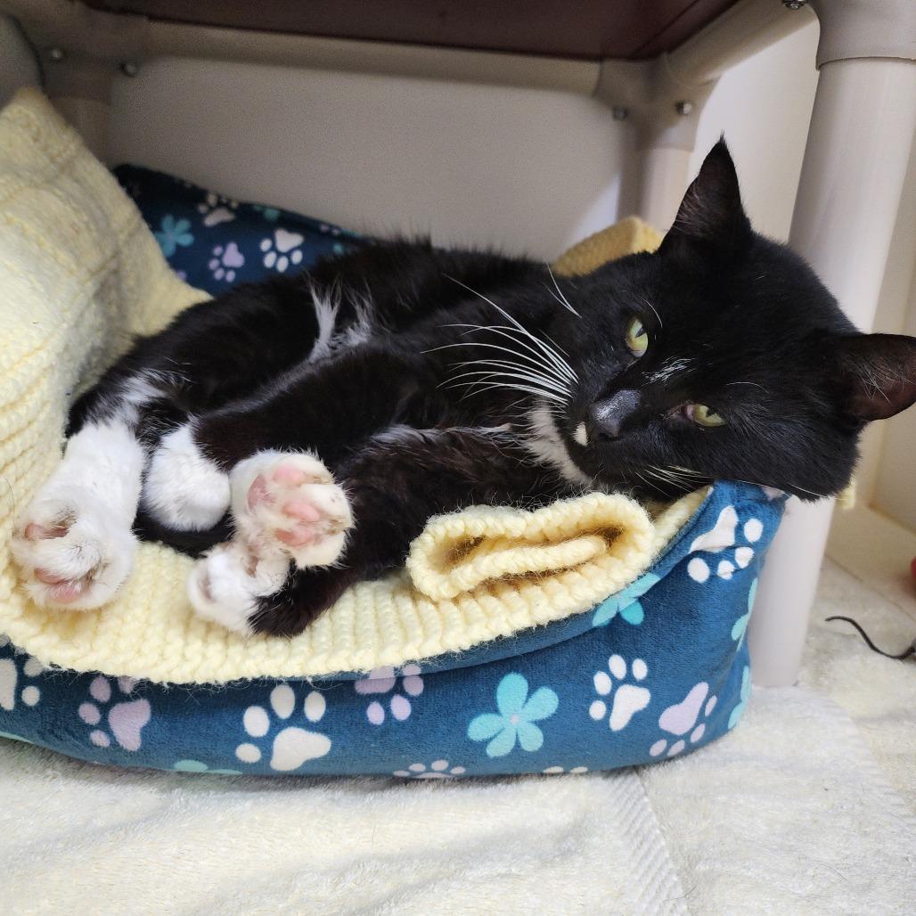 Enlarge Ham, a Adoptable Domestic Short Hair in Columbus, NC image 3/4