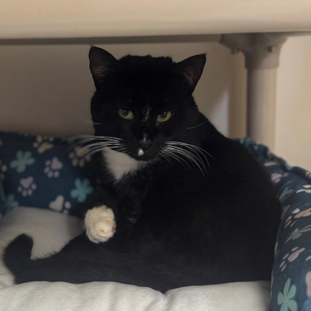 Enlarge Ham, a Adoptable Domestic Short Hair in Columbus, NC image 2/4