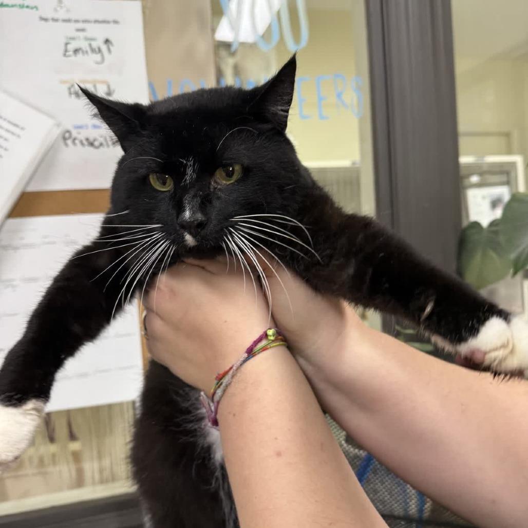 Enlarge Ham, a Adoptable Domestic Short Hair in Columbus, NC image 3/4