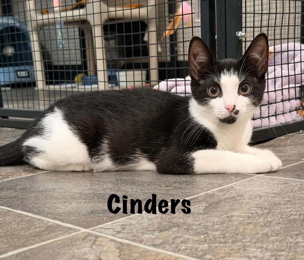 Enlarge CINDERS, a Adoptable Domestic Short Hair in Dallas, PA image 1/1