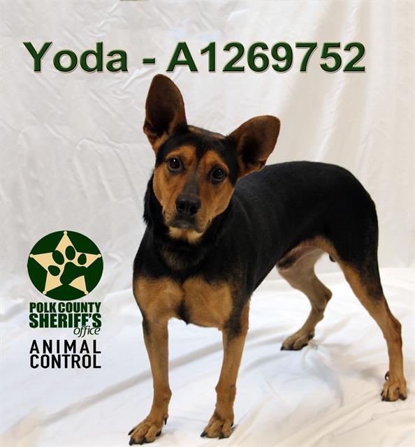 YODA, Adoptable, Adult Male Labrador Retriever.