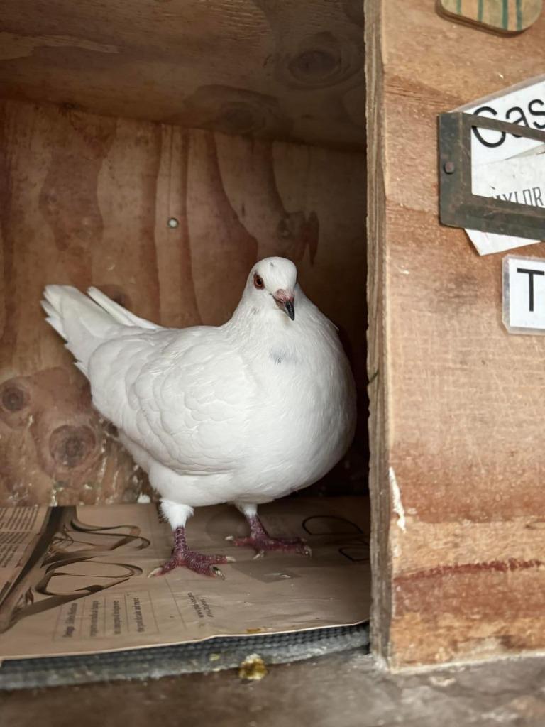 Casper w/Taylor, a Adoptable Pigeon in San Francisco, CA image 1/2