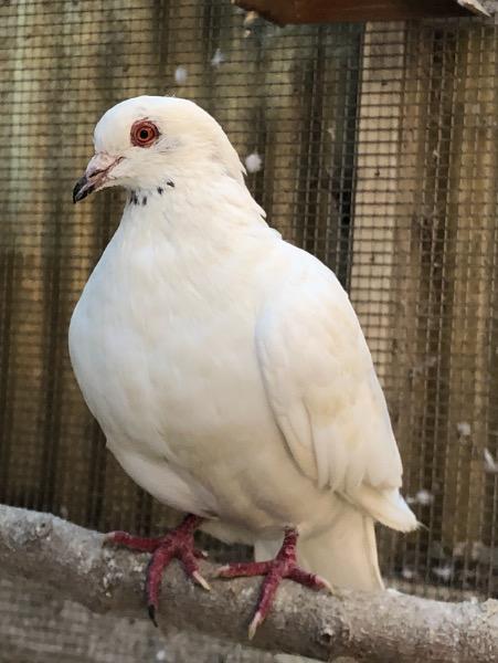 Casper w/Taylor, a Adoptable Pigeon in San Francisco, CA image 2/2