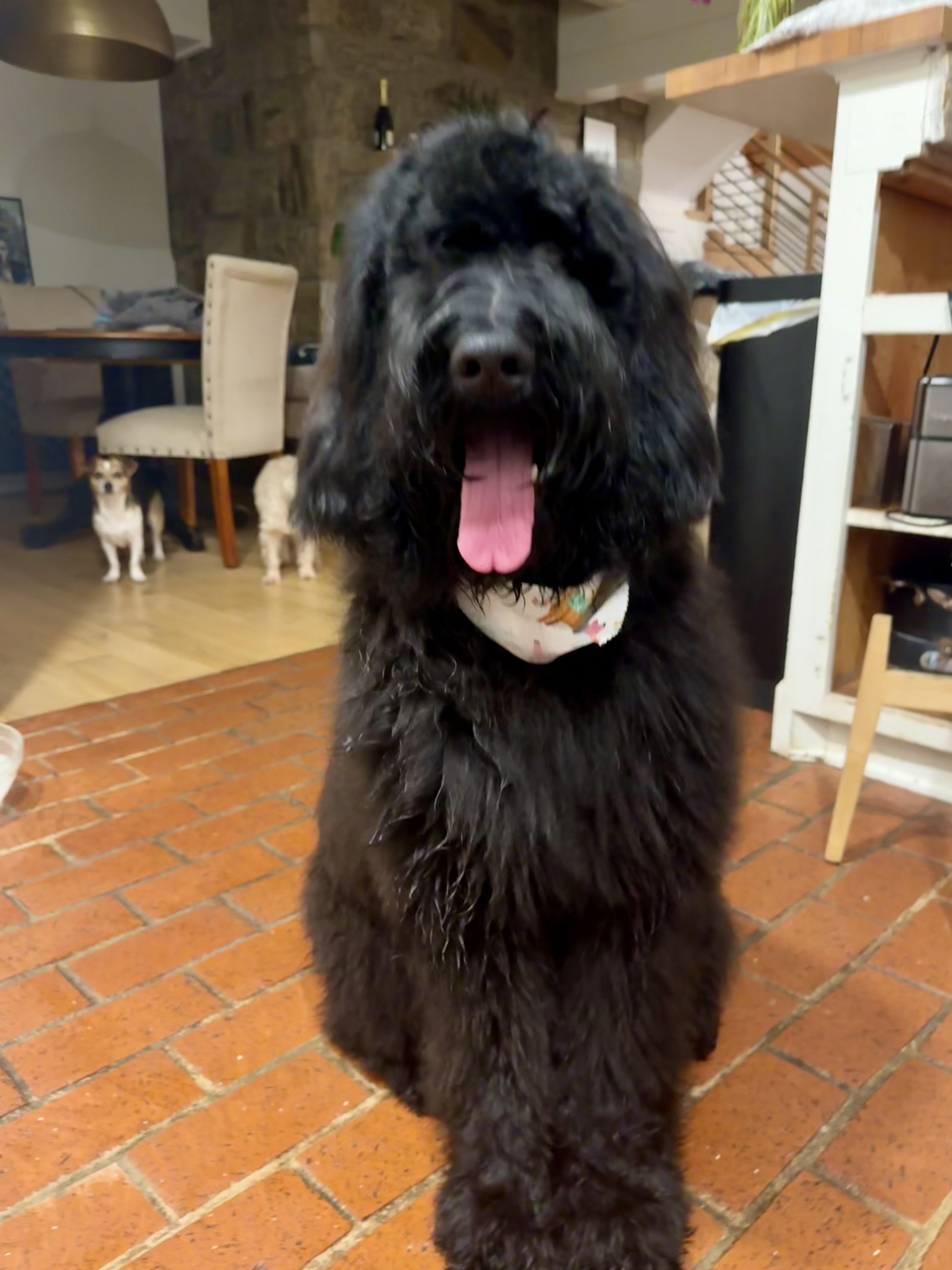 Enlarge Sampson, a Adopted mixed breed in Monroe, NC image 2/5