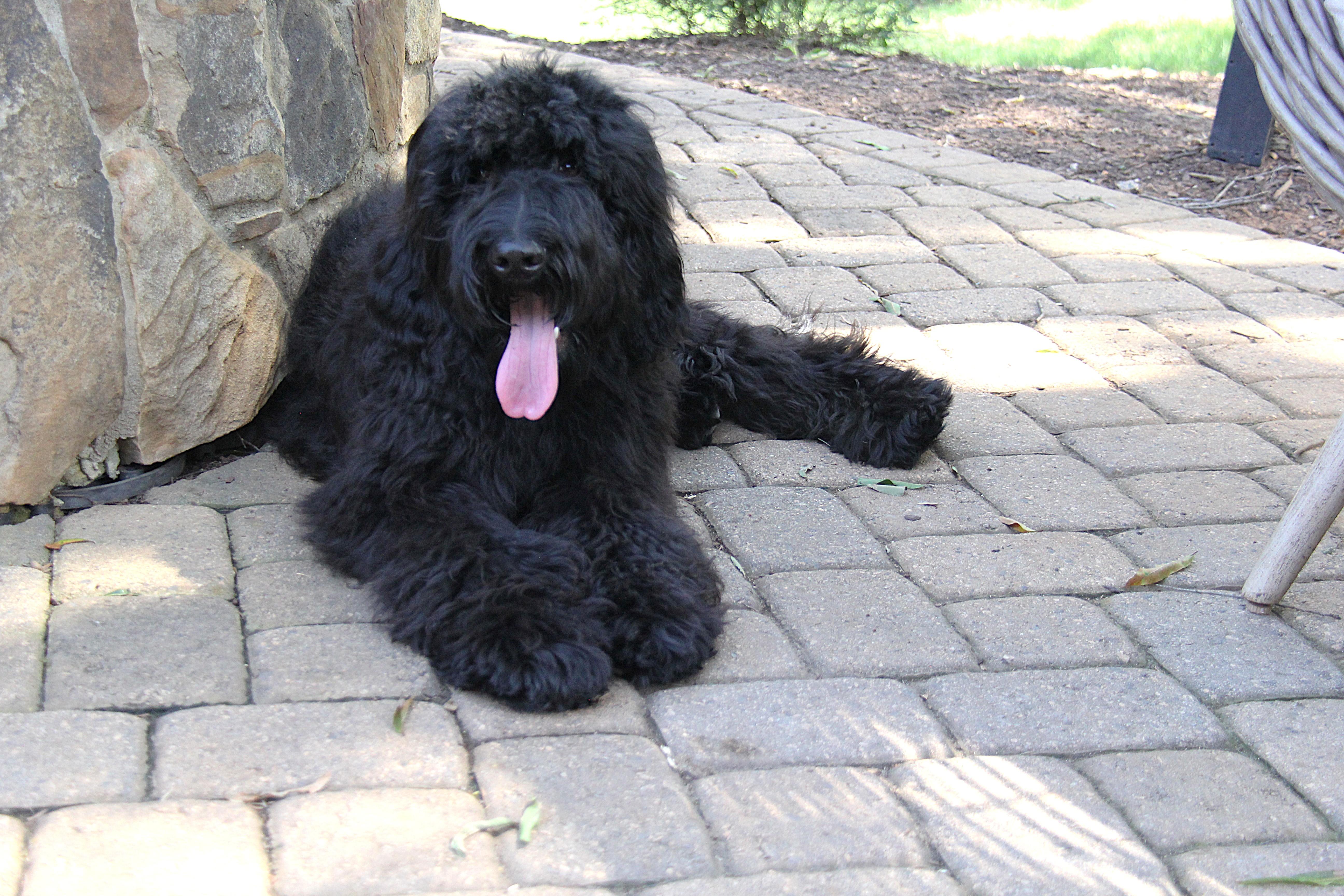 Enlarge Sampson, a Adopted mixed breed in Monroe, NC image 5/5