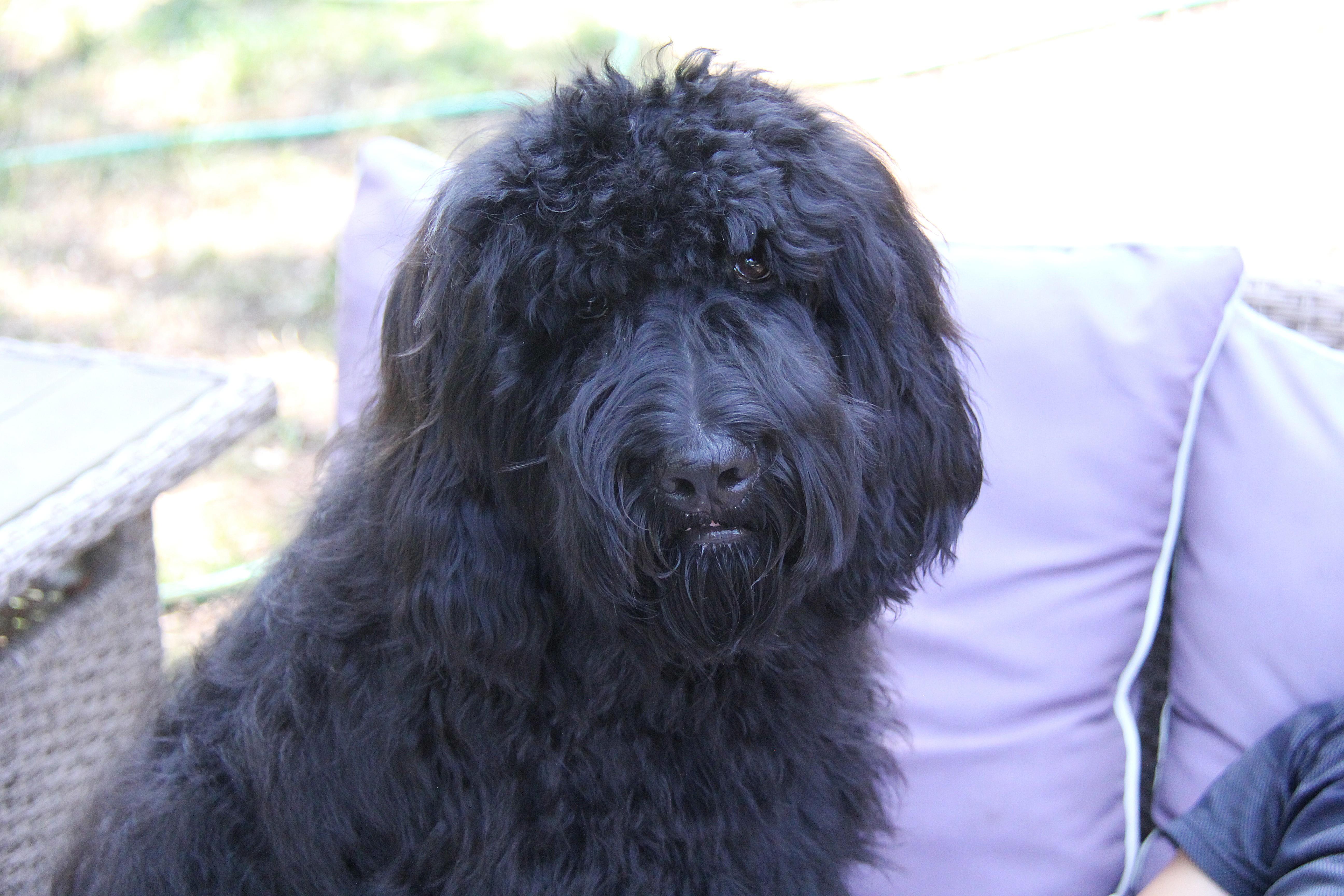 Enlarge Sampson, a Adopted mixed breed in Monroe, NC image 4/5
