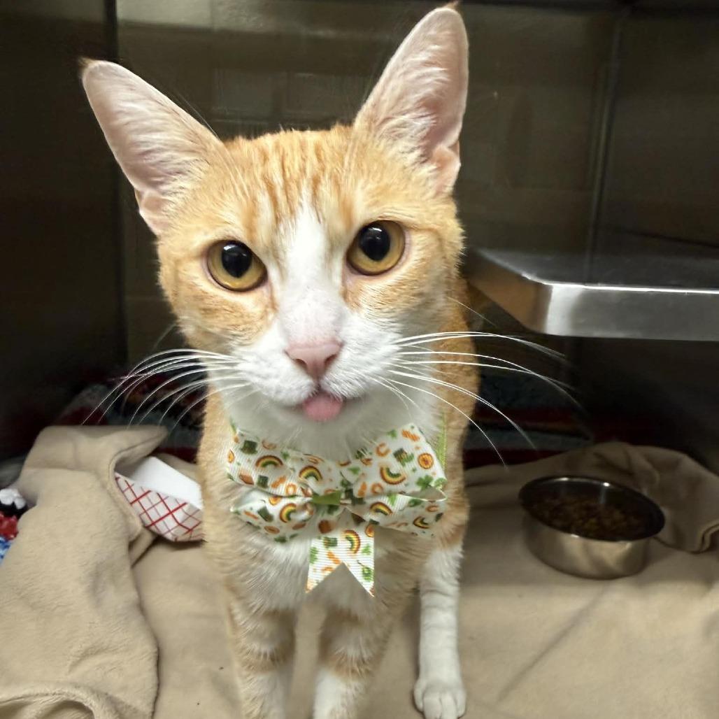 Enlarge Daphne, a Adoptable Domestic Short Hair in Concord, NC image 1/4