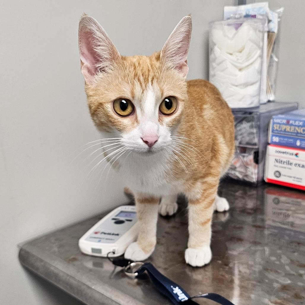 Enlarge Daphne, a Adoptable Domestic Short Hair in Concord, NC image 2/4