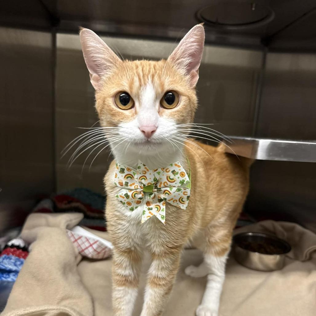 Enlarge Daphne, a Adoptable Domestic Short Hair in Concord, NC image 3/4