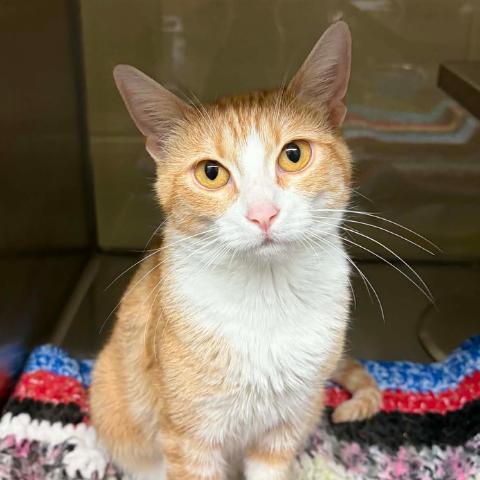 Enlarge Daphne, a Adoptable Domestic Short Hair in Concord, NC image 4/4