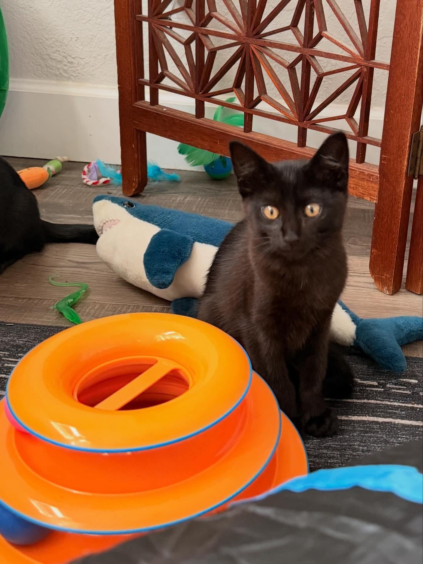 Prue, adopted, Kitten Female Domestic Short Hair.