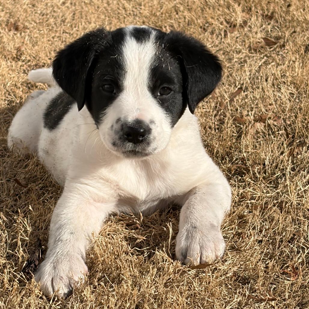 Gunter, Adoptable, Puppy Male Mixed Breed.