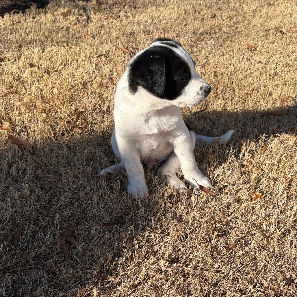 Enlarge Gunter, a Adoptable Mixed Breed in Raleigh, NC image 2/6