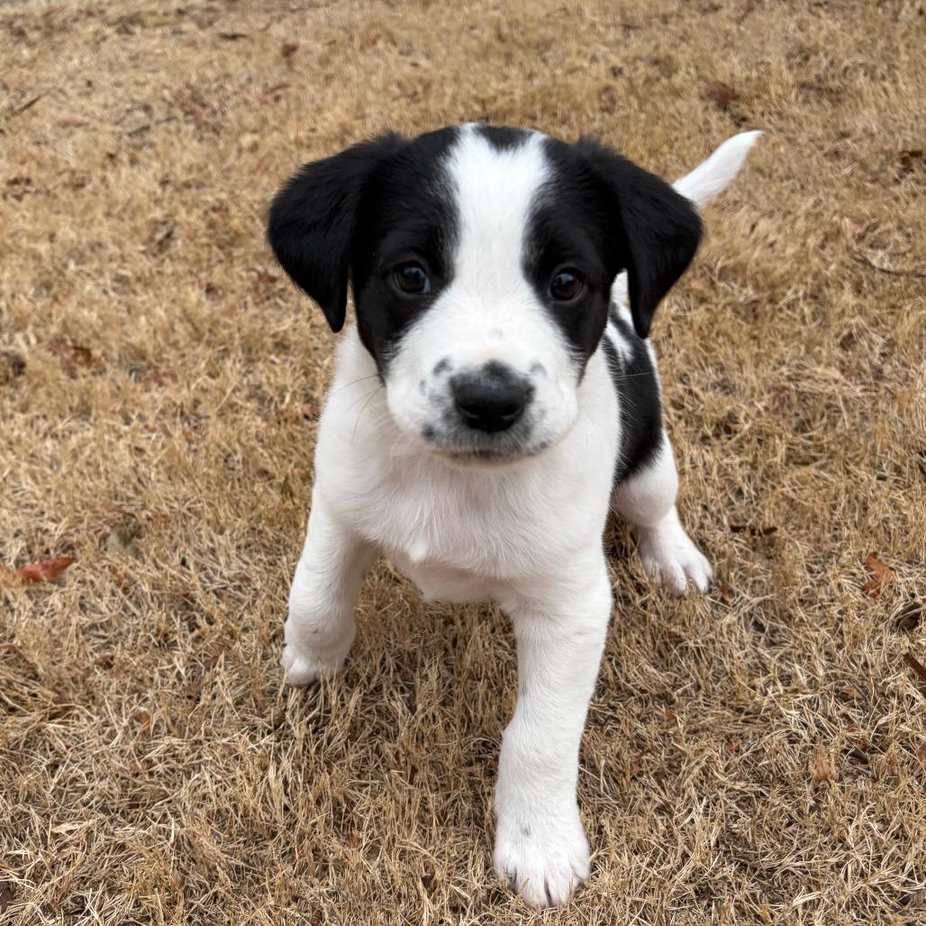Enlarge Gunter, a Adoptable Mixed Breed in Raleigh, NC image 3/6