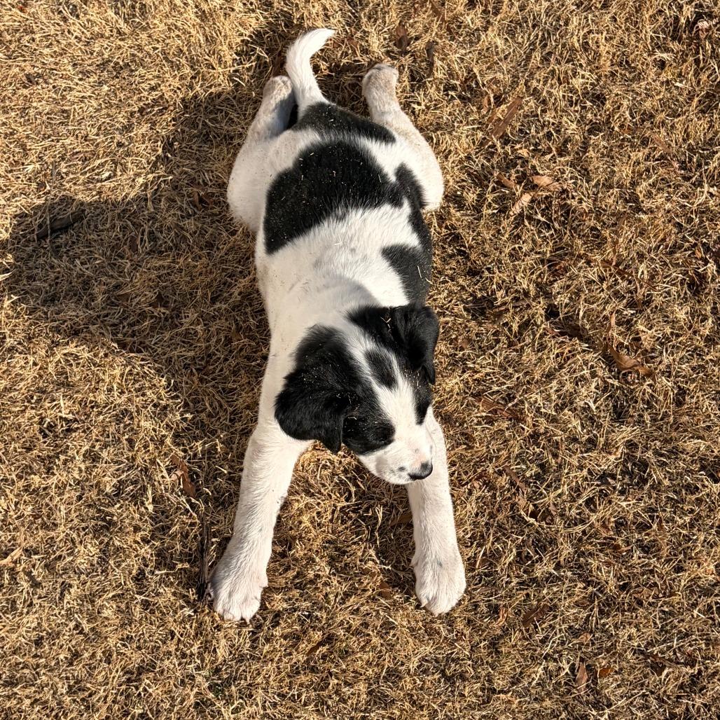 Enlarge Gunter, a Adoptable Mixed Breed in Raleigh, NC image 4/6