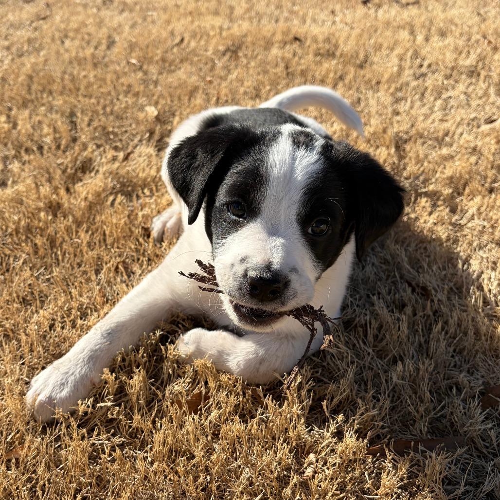 Enlarge Gunter, a Adoptable Mixed Breed in Raleigh, NC image 5/6