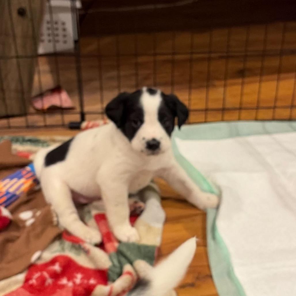 Enlarge Gunter, a Adoptable Mixed Breed in Raleigh, NC image 6/6