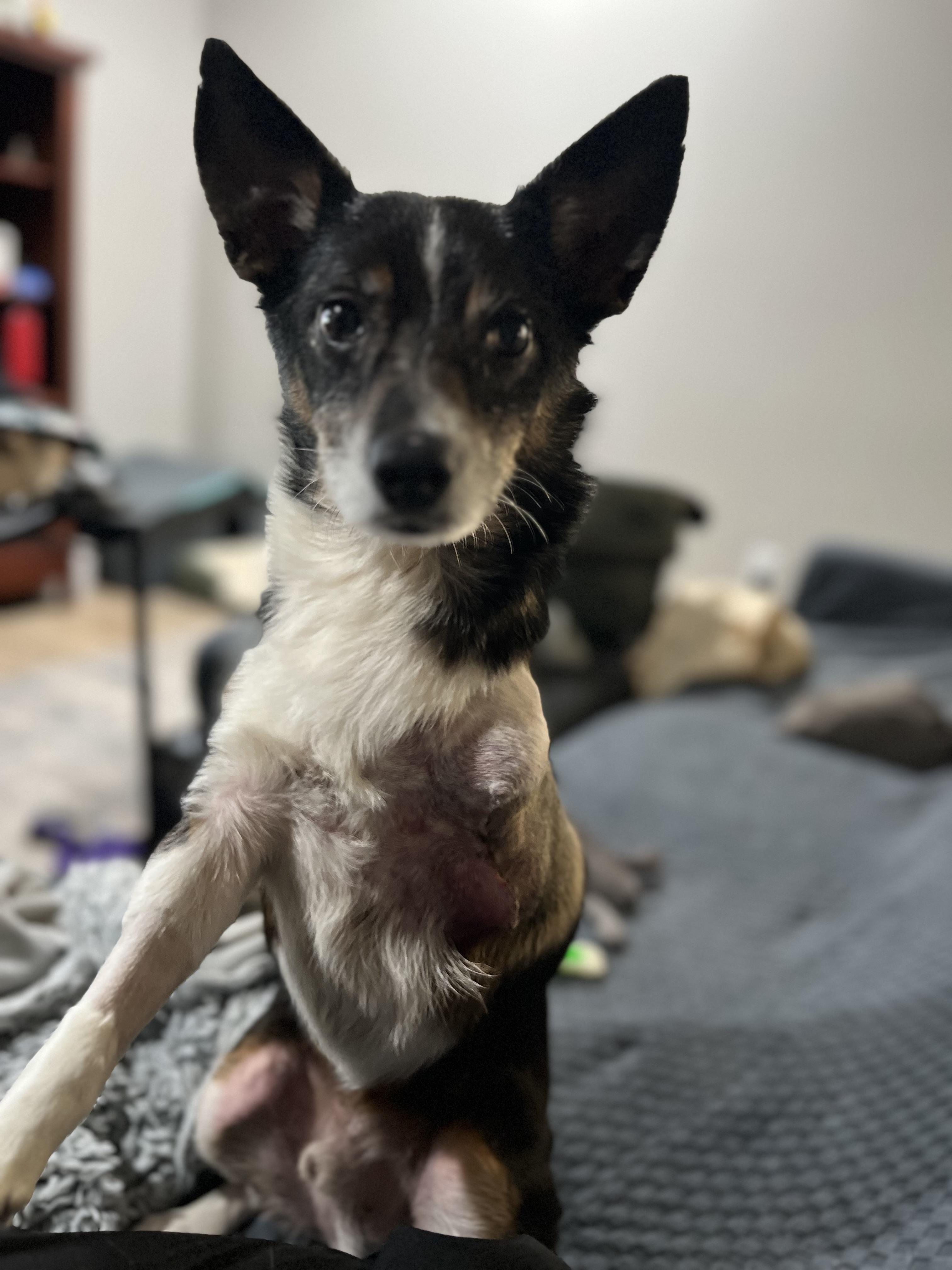 Enlarge Rocky, an adoptable mixed breed in Grosse Pointe Park, MI image 2/5