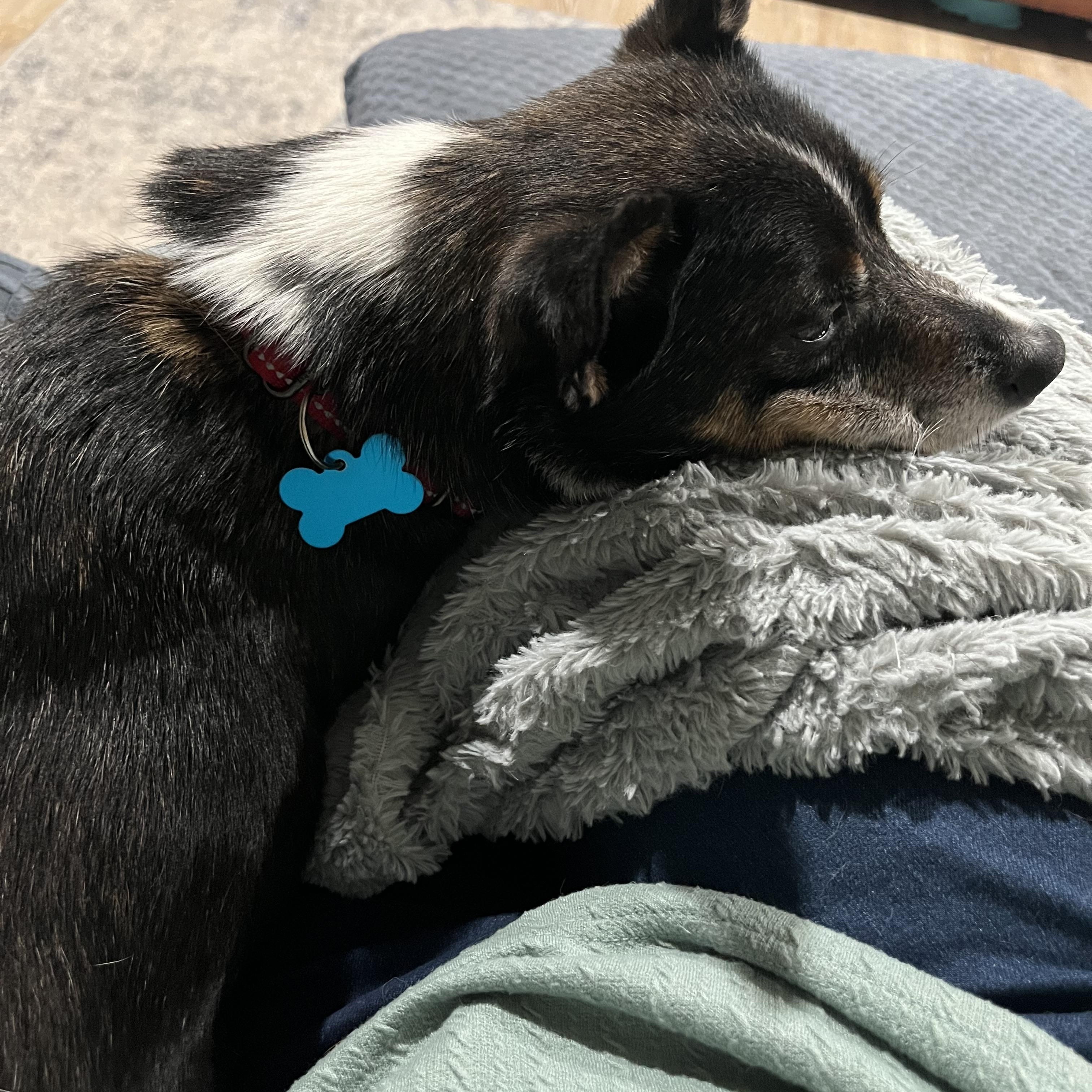 Enlarge Rocky, an adoptable mixed breed in Grosse Pointe Park, MI image 5/5