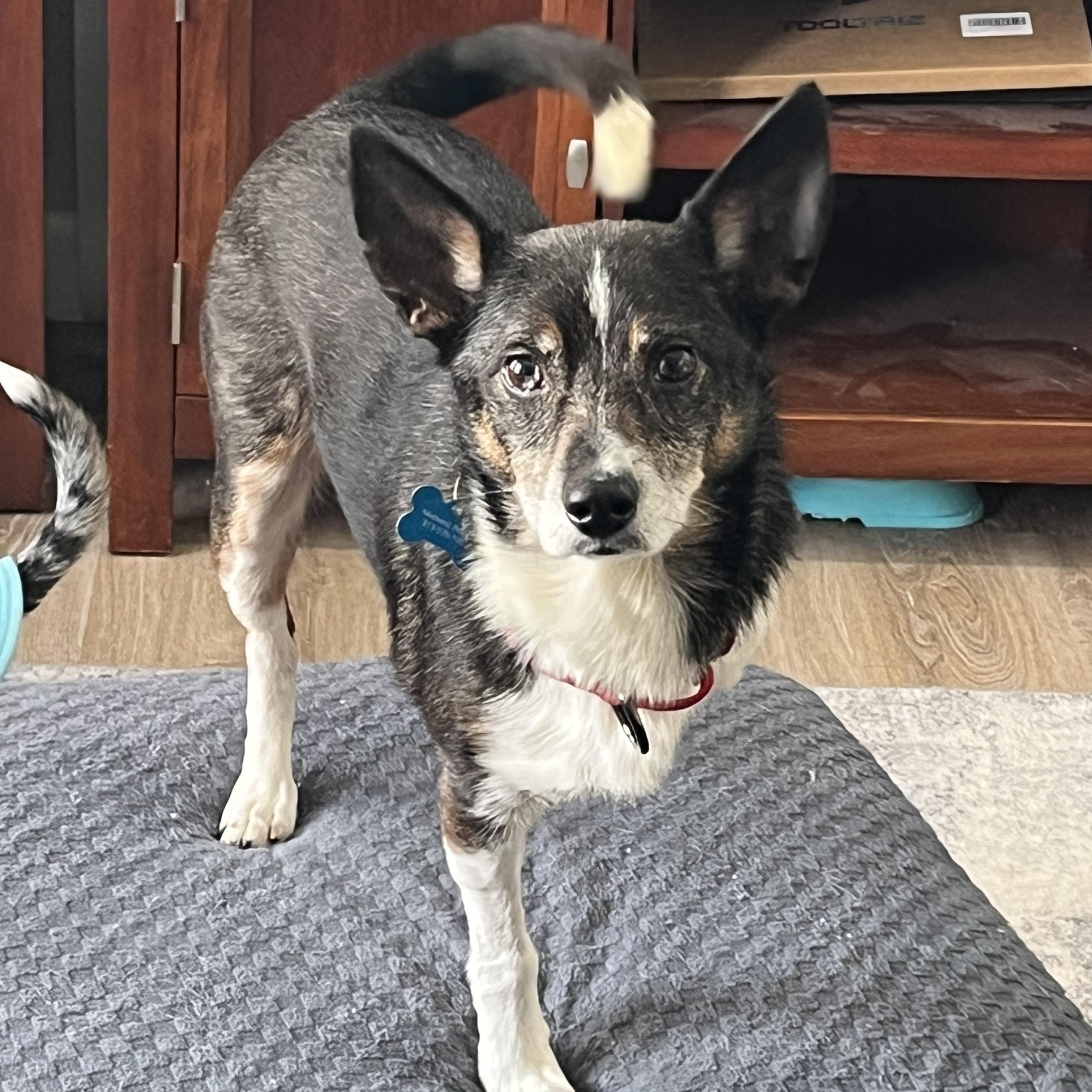 Enlarge Rocky, an adoptable mixed breed in Grosse Pointe Park, MI image 4/5