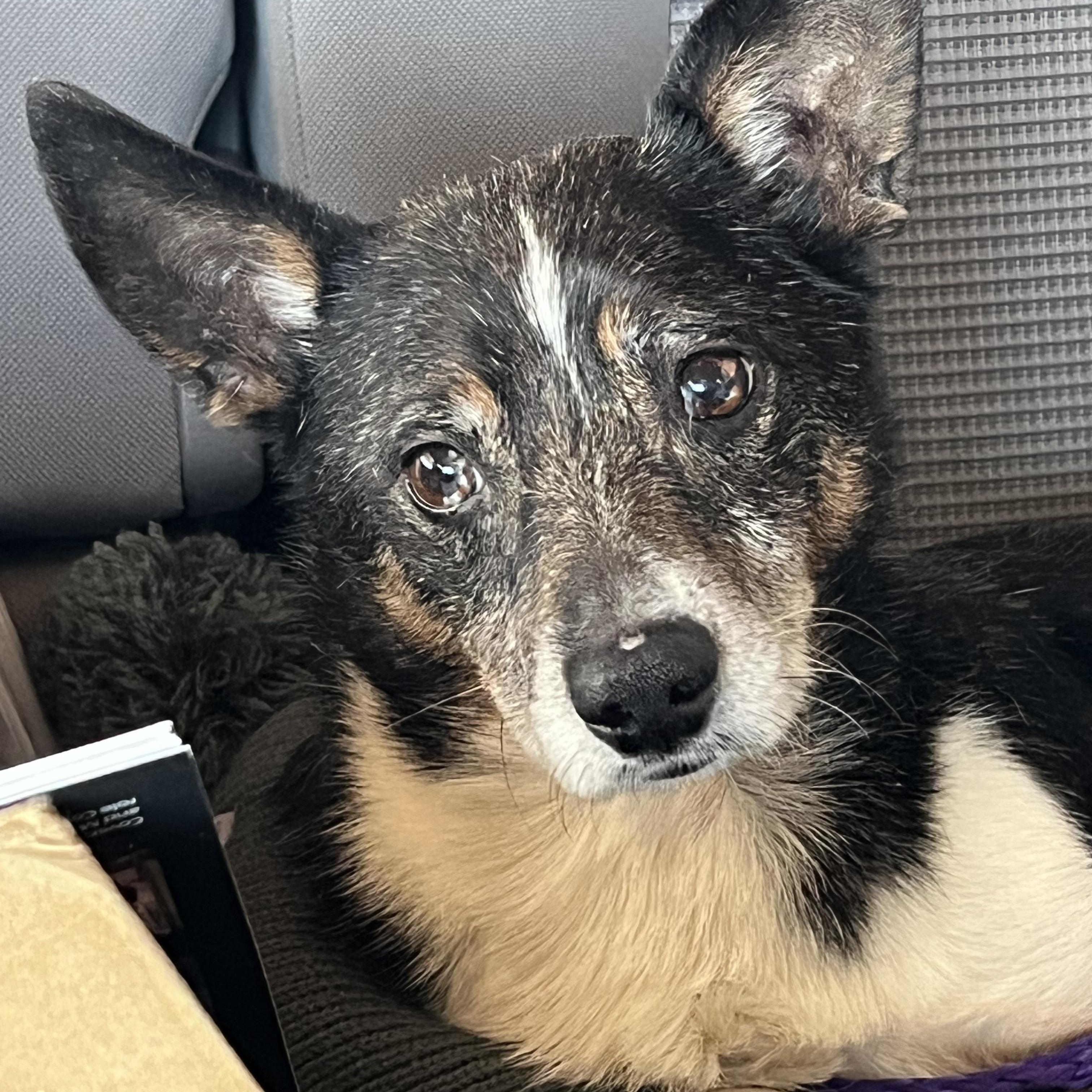 Enlarge Rocky, an adoptable mixed breed in Grosse Pointe Park, MI image 1/5