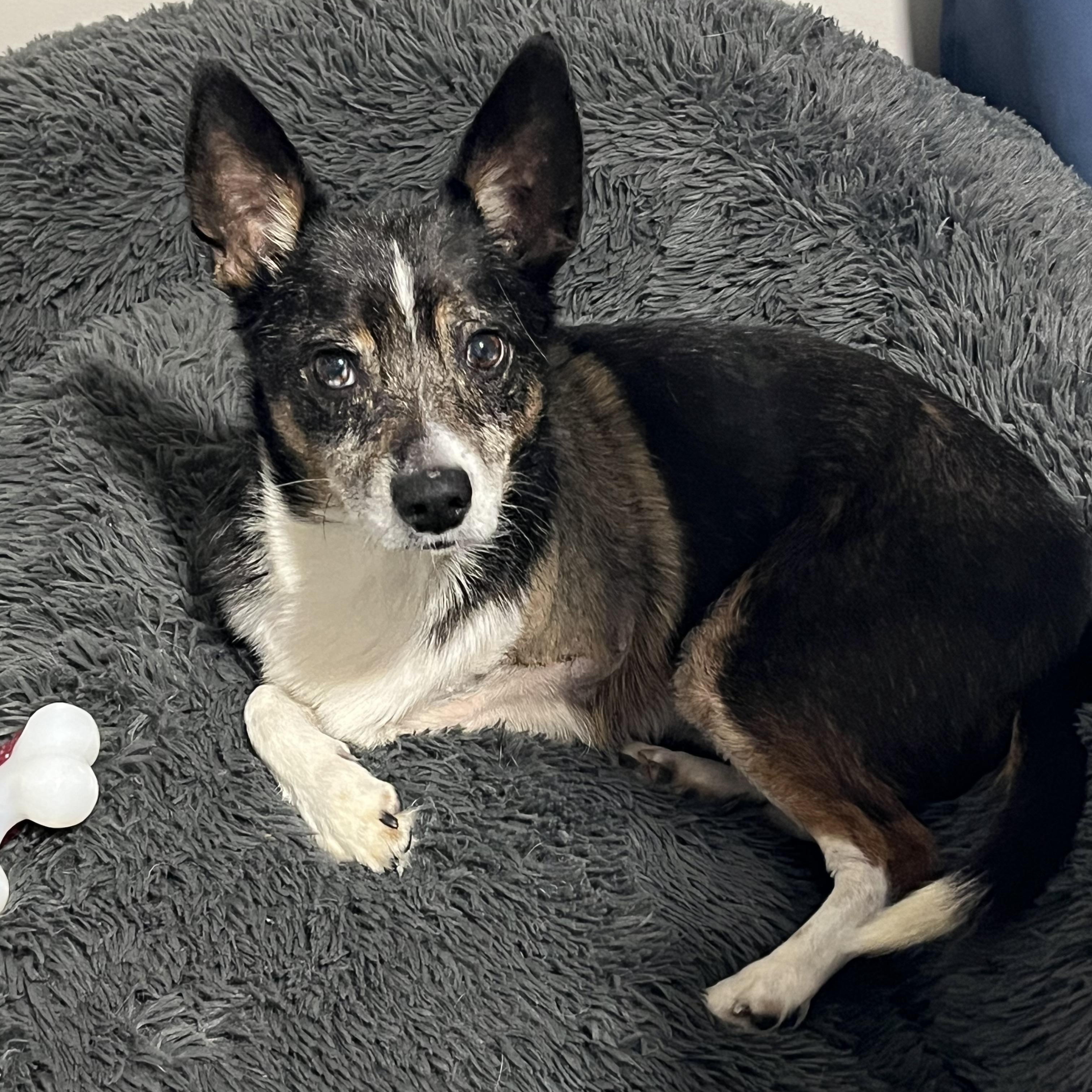 Enlarge Rocky, an adoptable mixed breed in Grosse Pointe Park, MI image 3/5