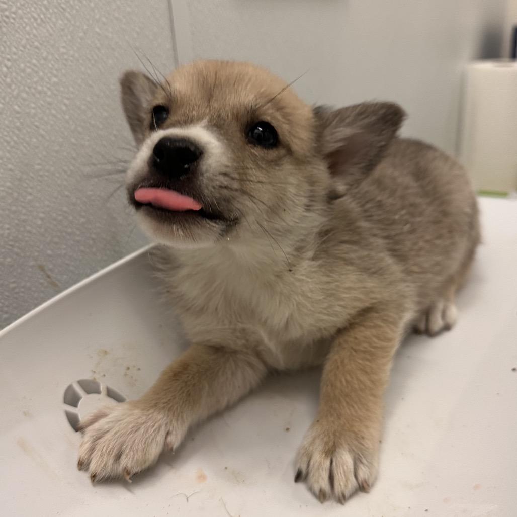 Canyon, Adoptable, Puppy Male Mixed Breed.