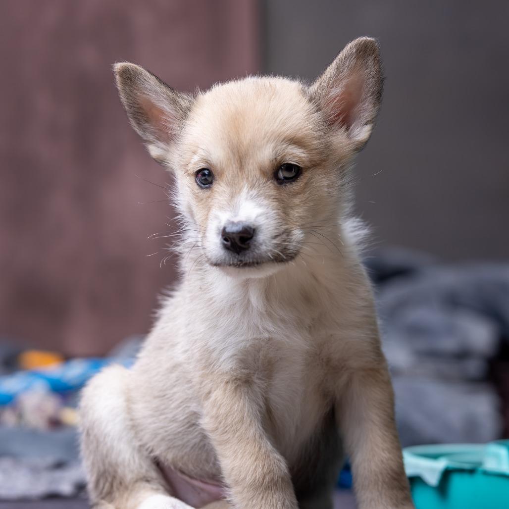 Enlarge Canyon, a Adoptable Mixed Breed in Park City, UT image 2/6