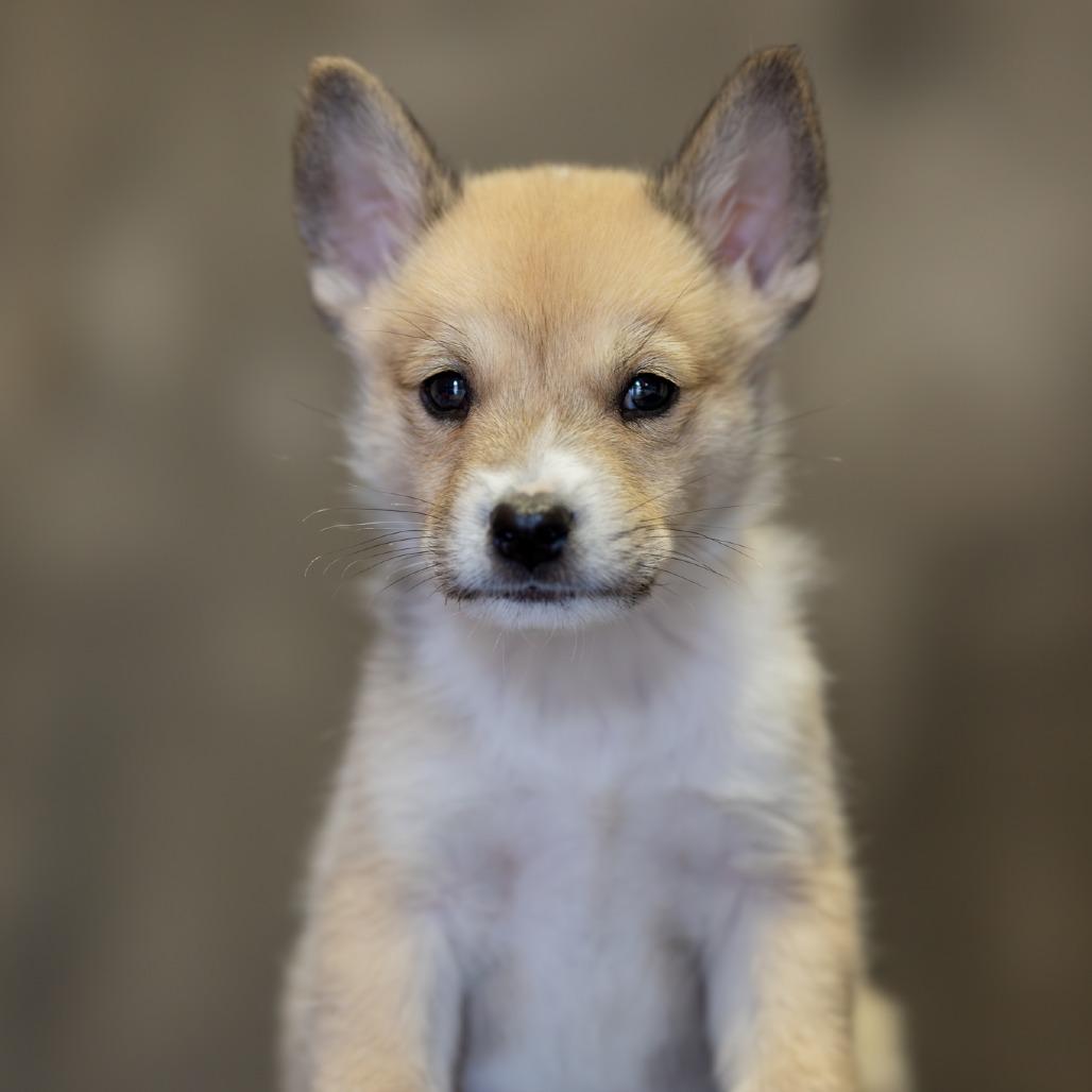 Enlarge Canyon, a Adoptable Mixed Breed in Park City, UT image 3/6