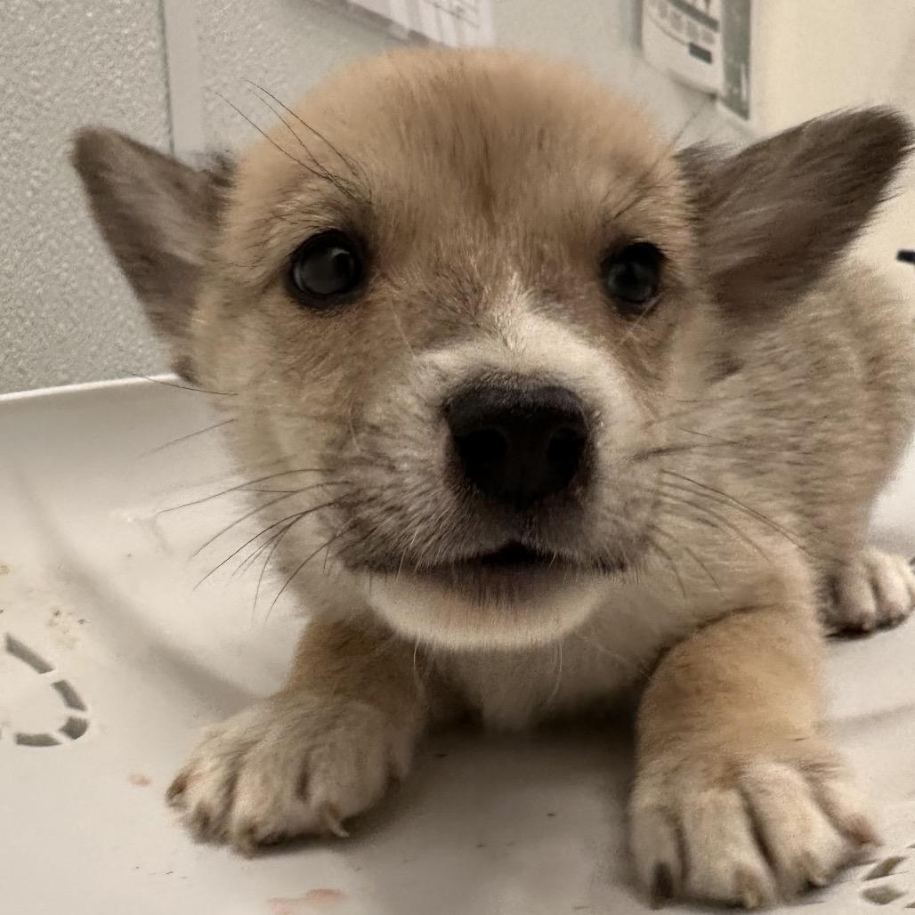 Enlarge Canyon, a Adoptable Mixed Breed in Park City, UT image 6/6