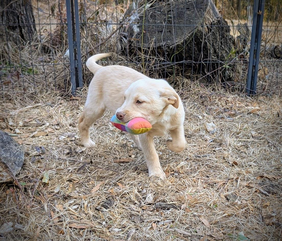 BUTTERCUP — thumbnail 2