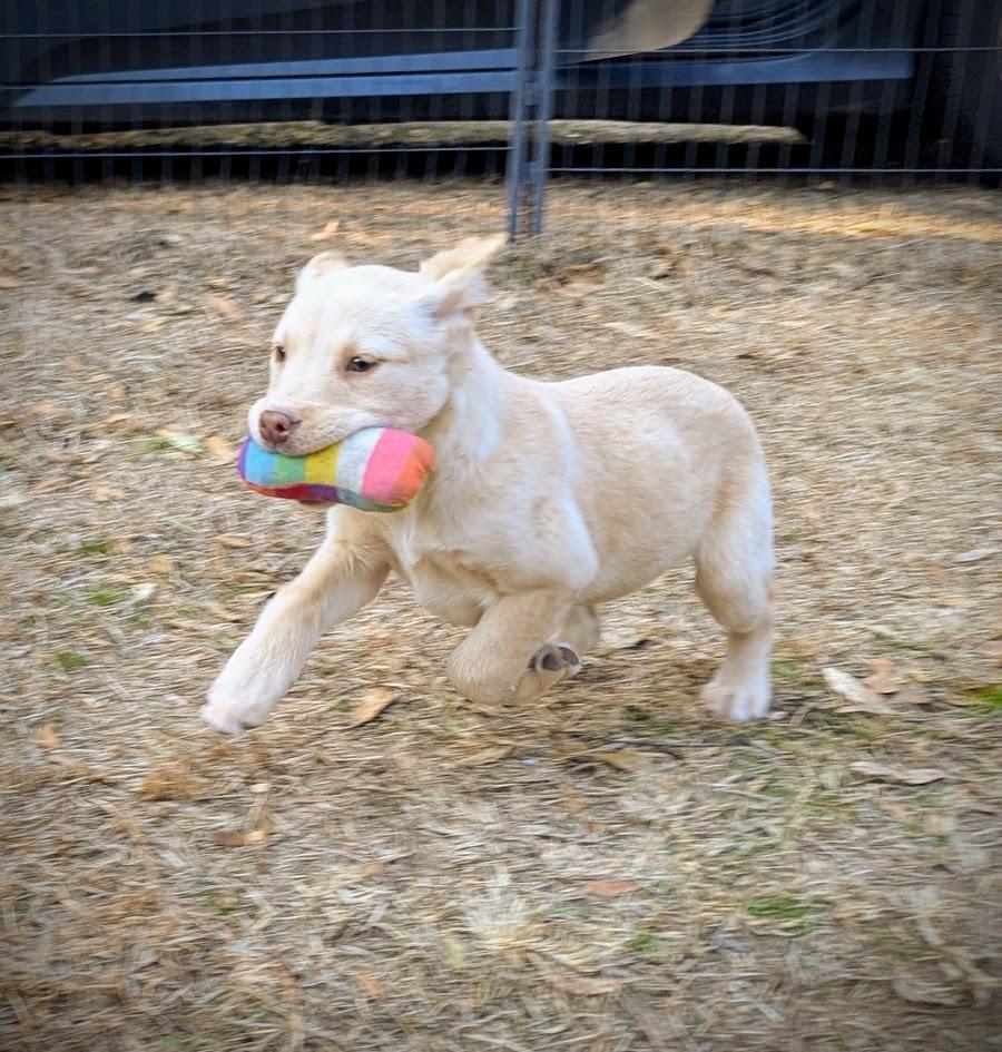 BUTTERCUP — thumbnail 5