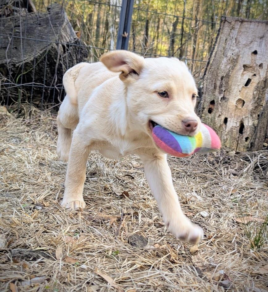 BUTTERCUP — thumbnail 6