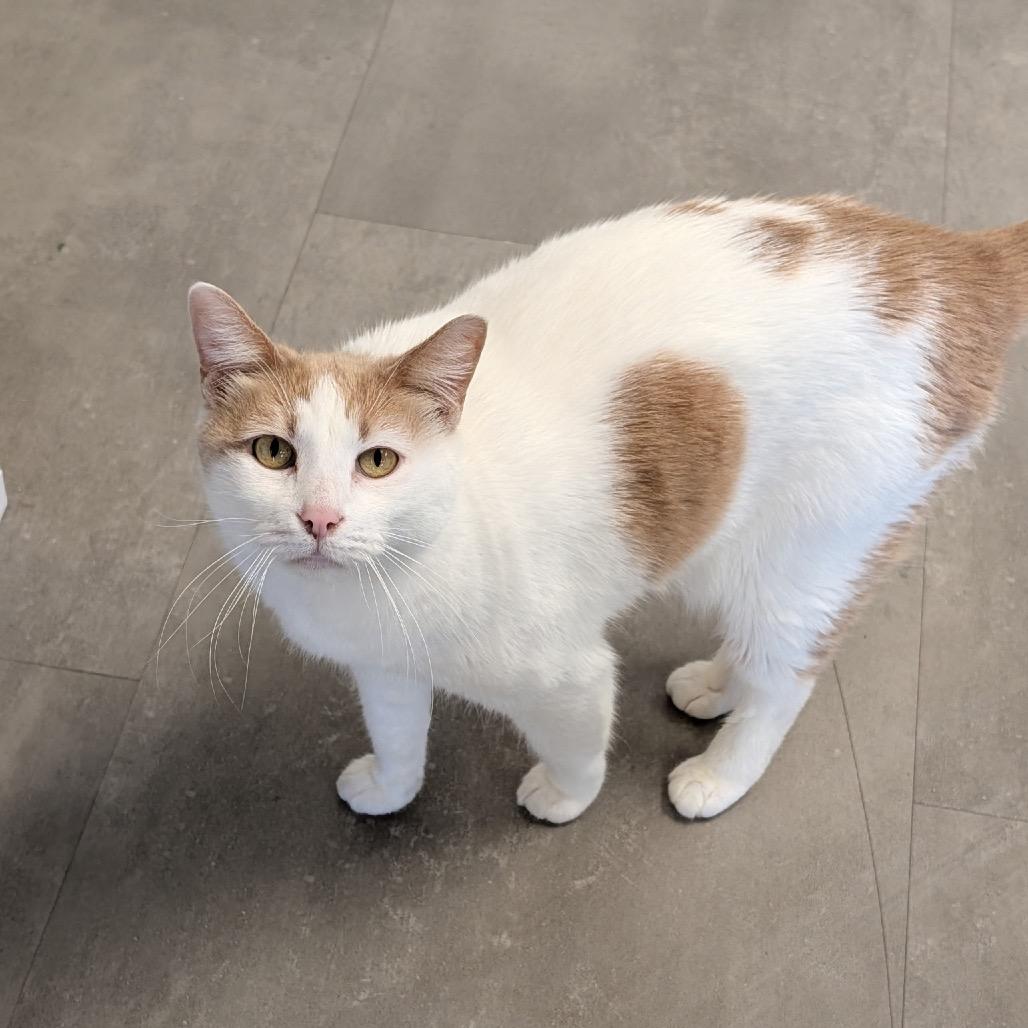 Clyde, Adoptable, Senior Male Domestic Short Hair.