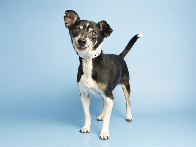 CINCO, Adoptable, Adult Male Chihuahua.