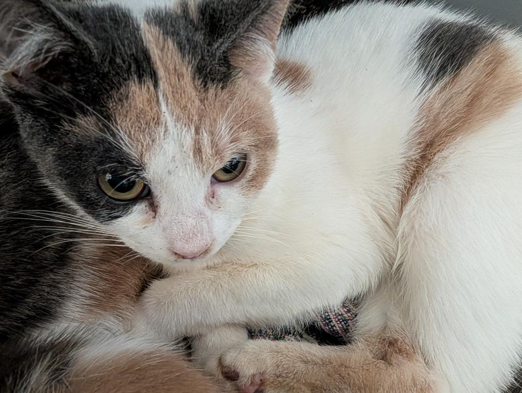 Wilma, Adoptable, Kitten Female Domestic Short Hair.