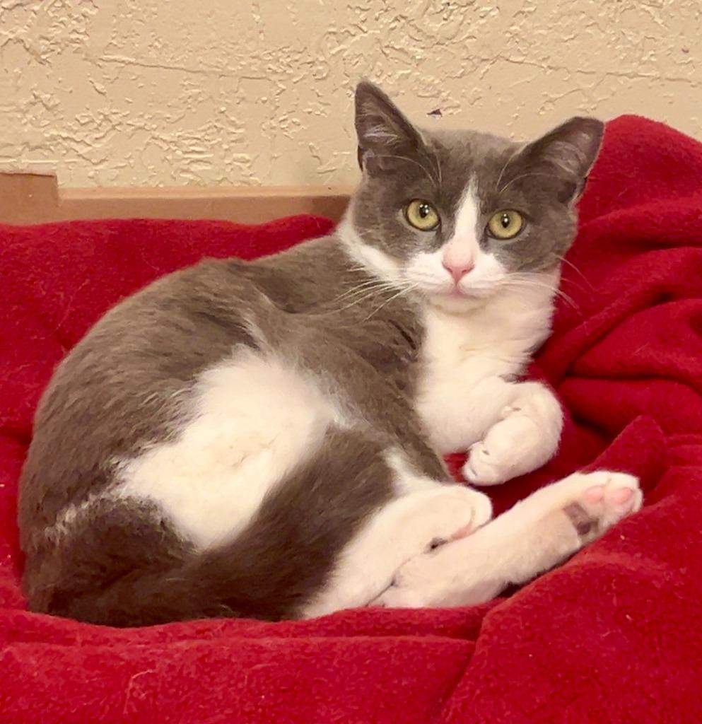 Princess Sour Patch, Adoptable, Young Female Domestic Short Hair.
