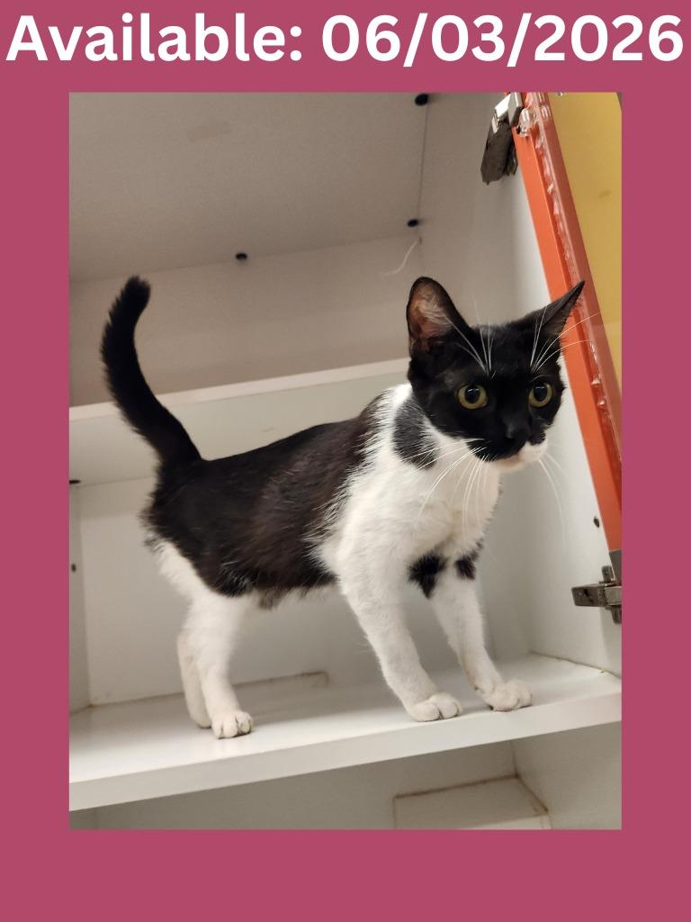 Cat Condo # 22, Adoptable, Young Female Domestic Short Hair.