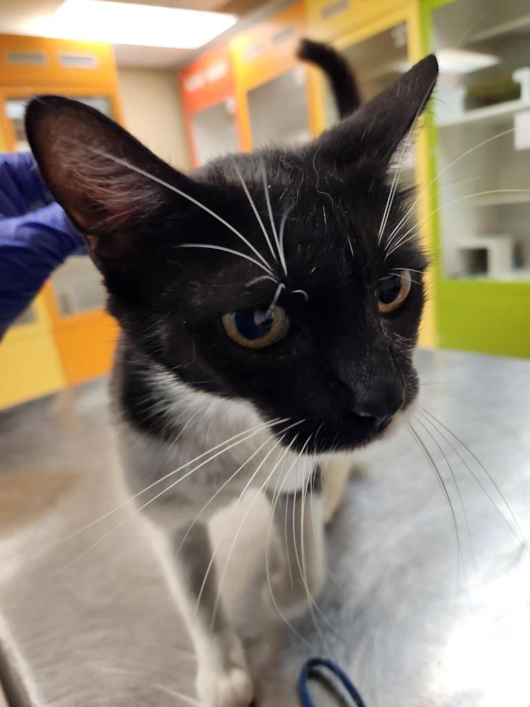 Cat Condo # 22, a Adoptable mixed breed in Greenville, TX image 2/3