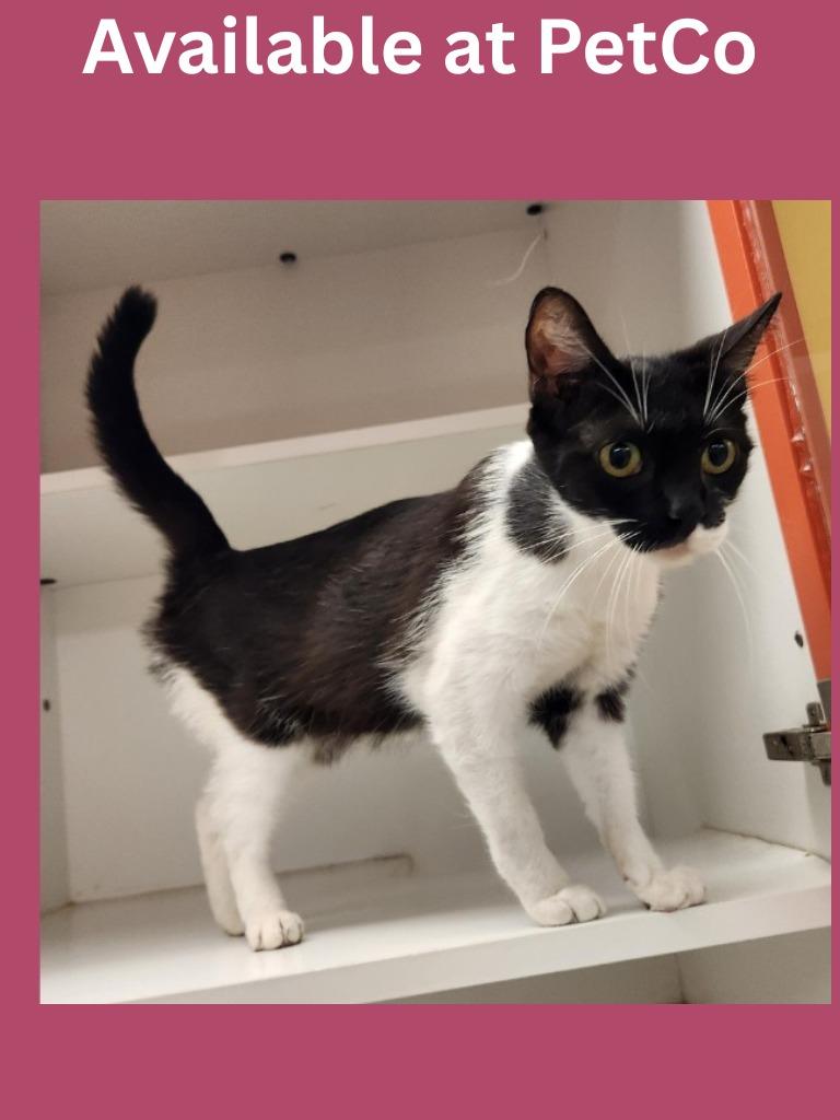 Cat Condo # 22, a Adoptable mixed breed in Greenville, TX image 3/3