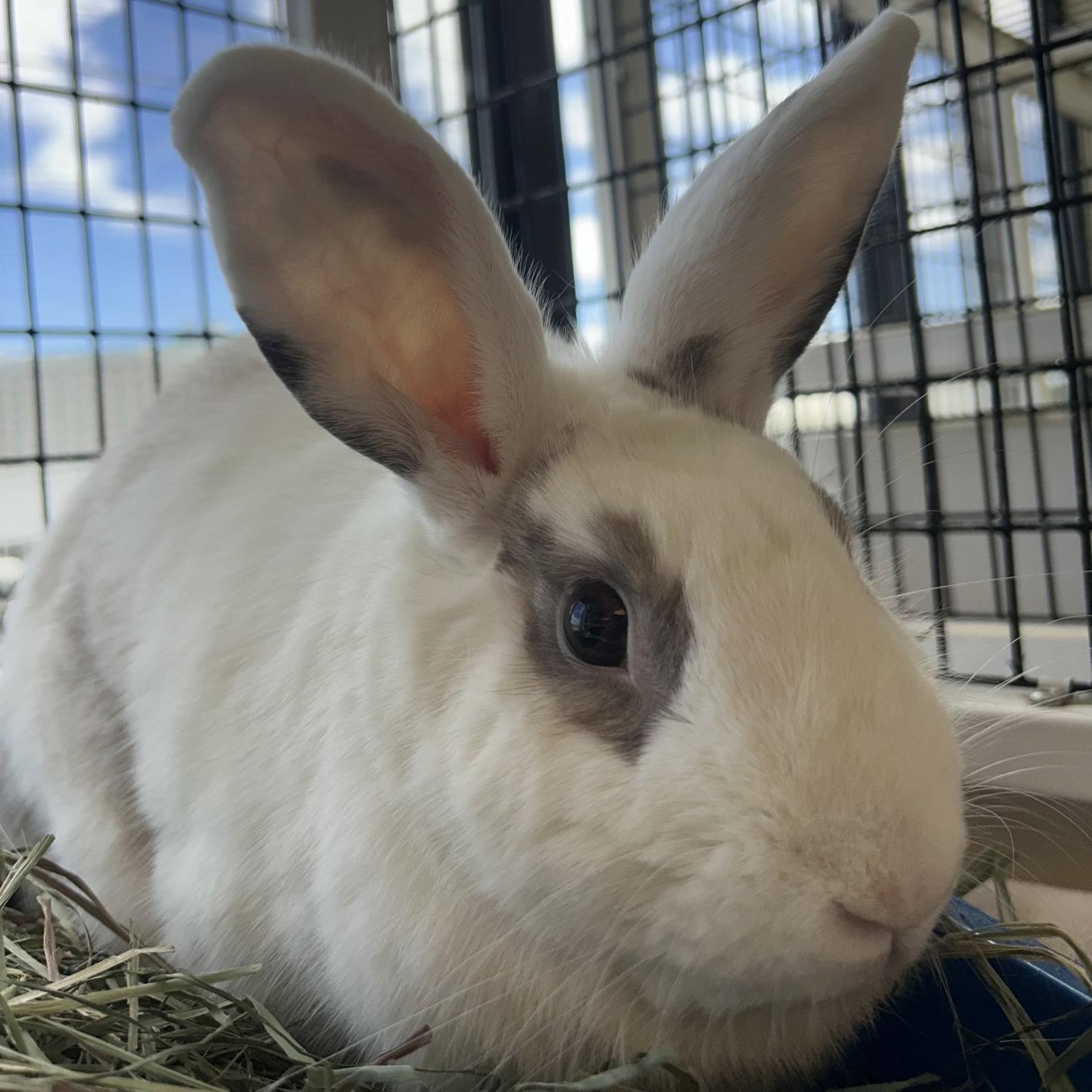 Enlarge Pepper, a Adoptable Bunny Rabbit in Burlingame, CA image 1/3