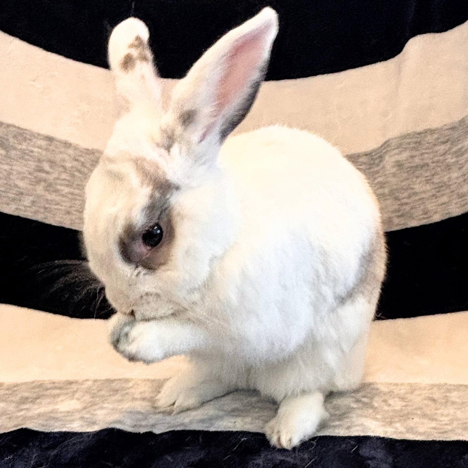 Enlarge Pepper, a Adoptable Bunny Rabbit in Burlingame, CA image 2/3
