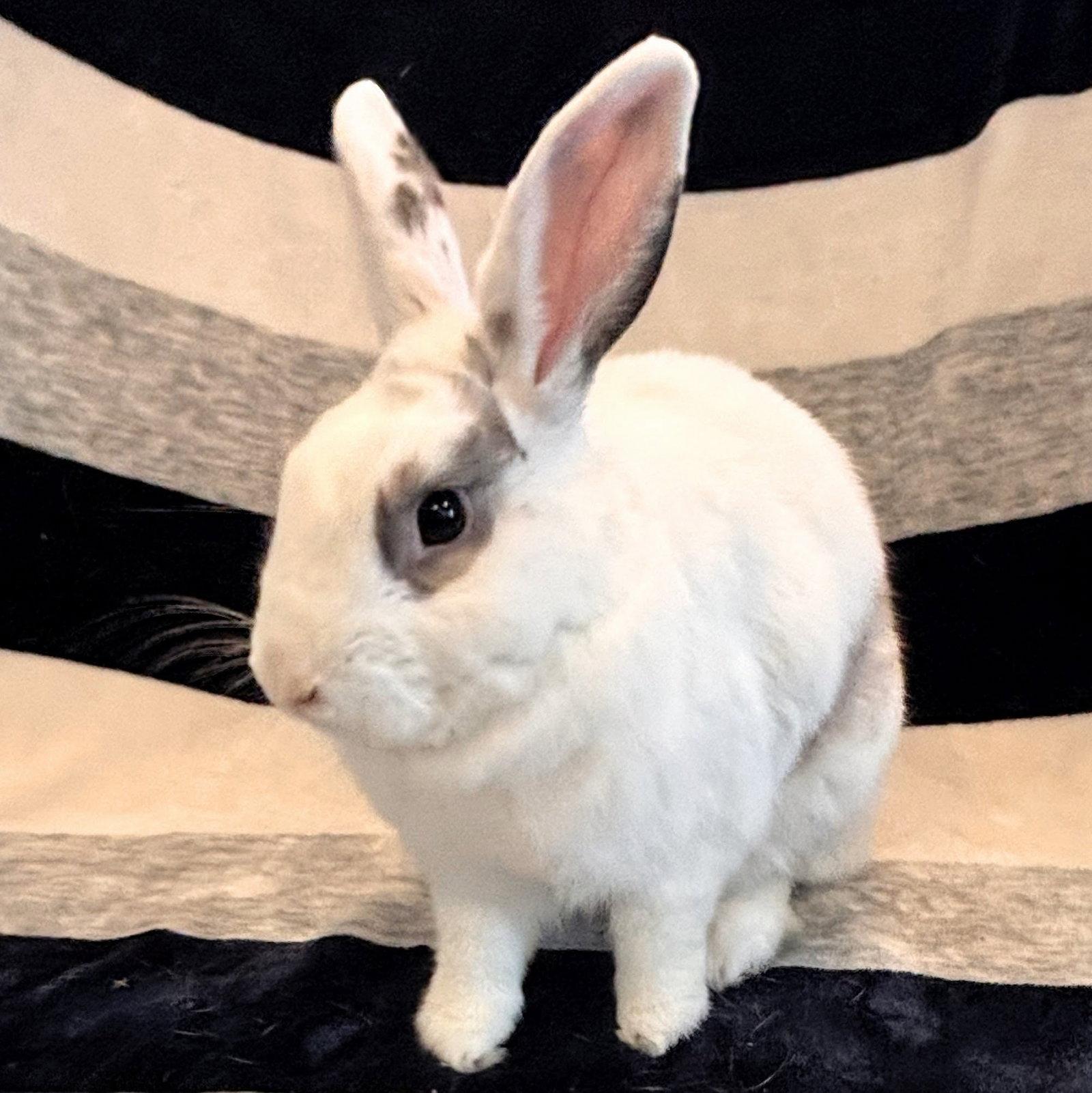 Enlarge Pepper, a Adoptable Bunny Rabbit in Burlingame, CA image 3/3