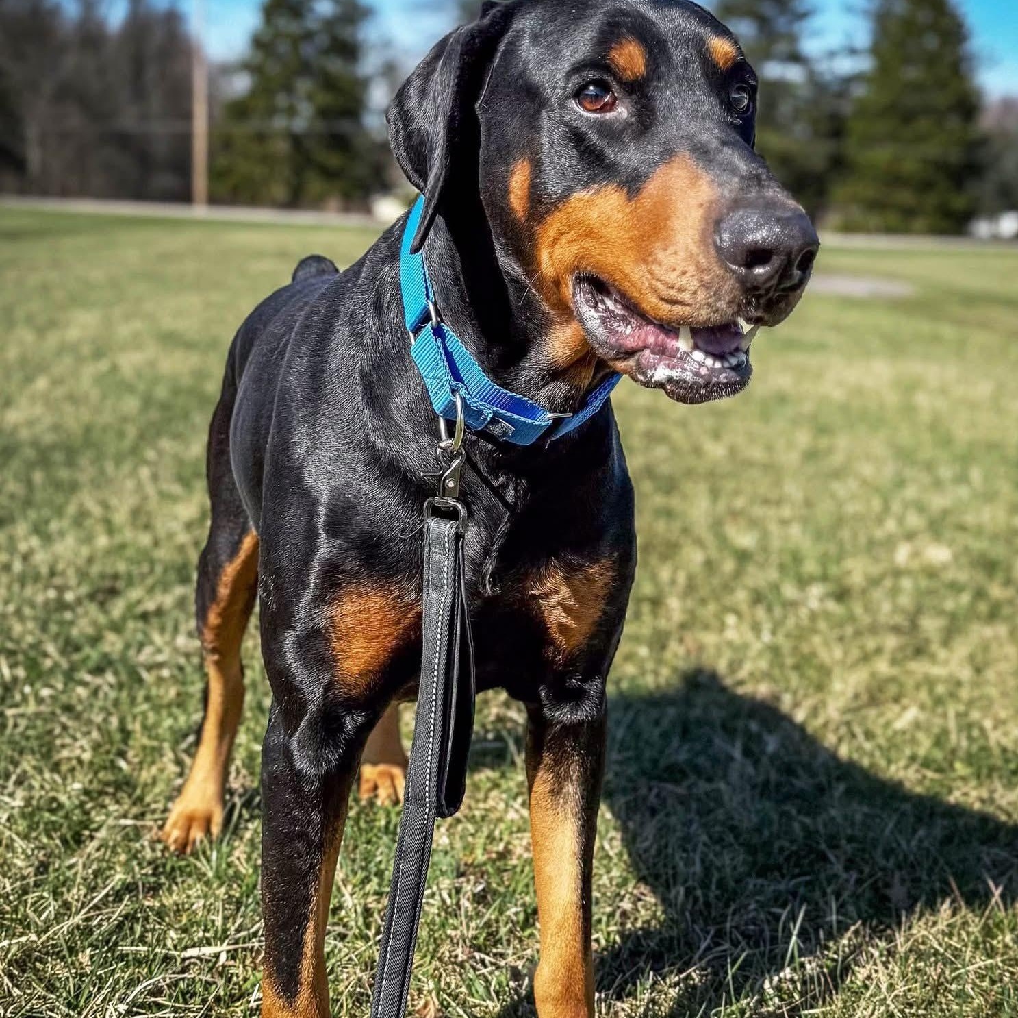 Dozer, ADOPTABLE, Adult Male Doberman Pinscher.