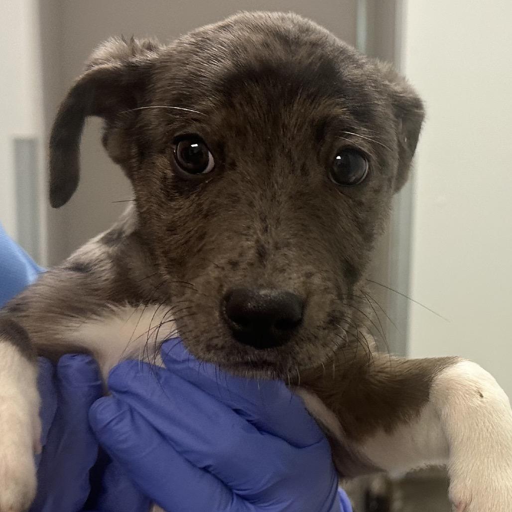 Chutes & Ladders, Adoptable, Puppy Male Mixed Breed.