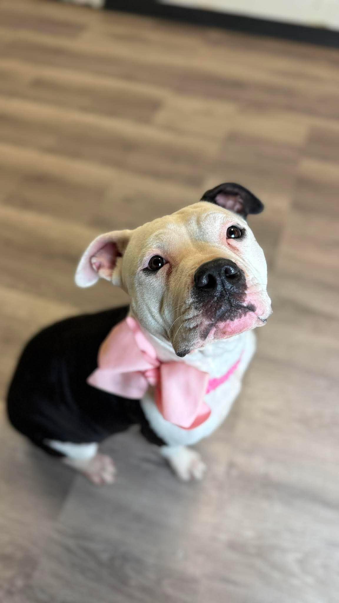 Enlarge Musi, a Adoptable American Staffordshire Terrier in Arlee, MT image 1/5