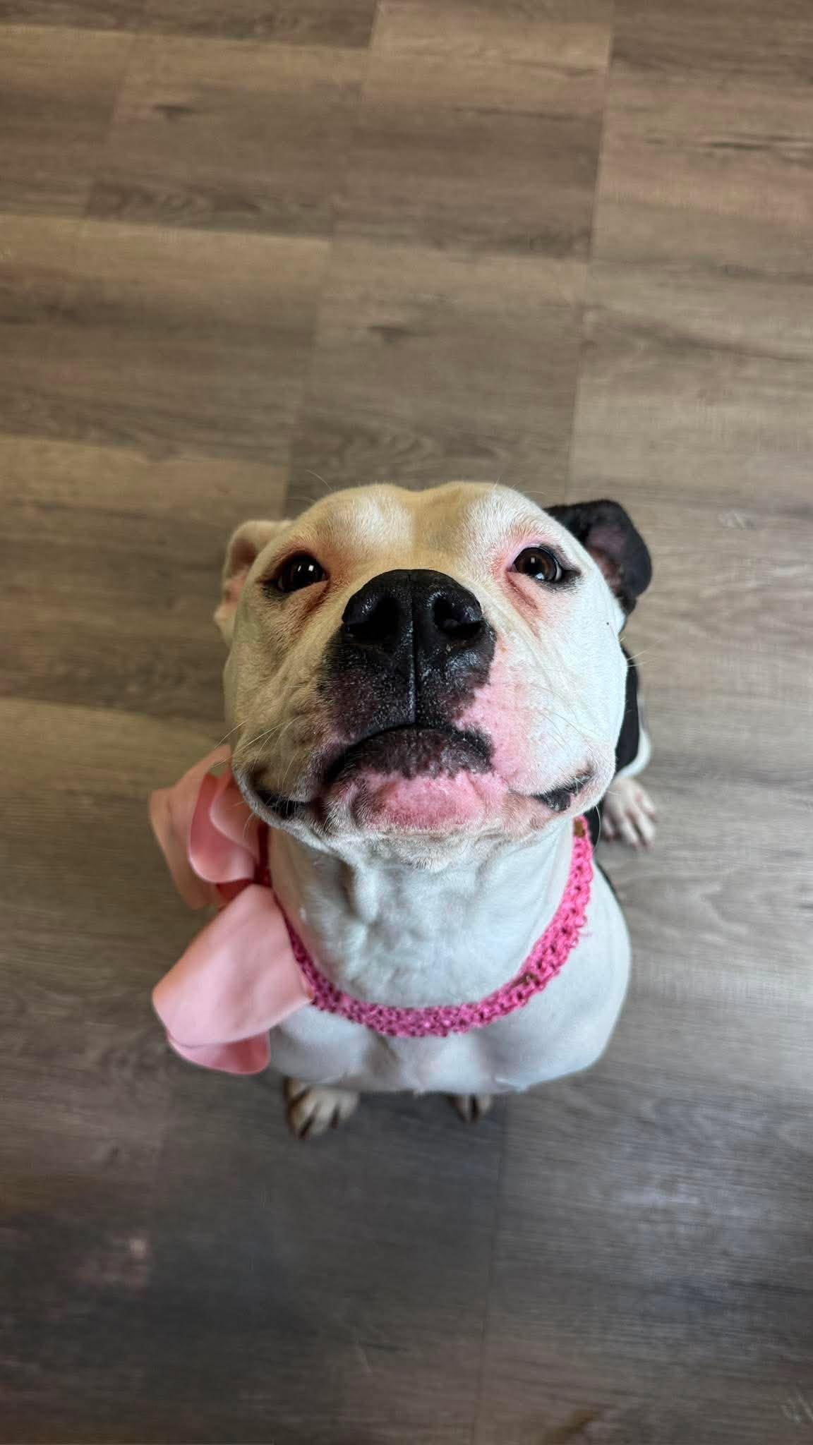 Enlarge Musi, a Adoptable American Staffordshire Terrier in Arlee, MT image 2/5