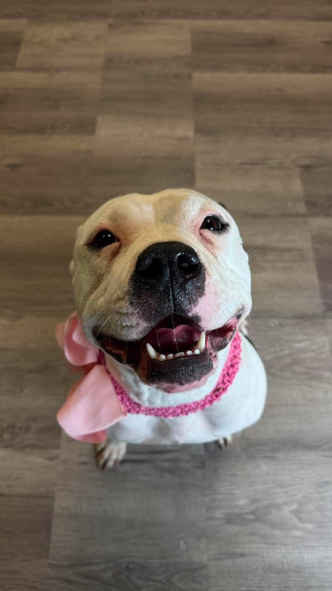 Enlarge Musi, a Adoptable American Staffordshire Terrier in Arlee, MT image 3/5