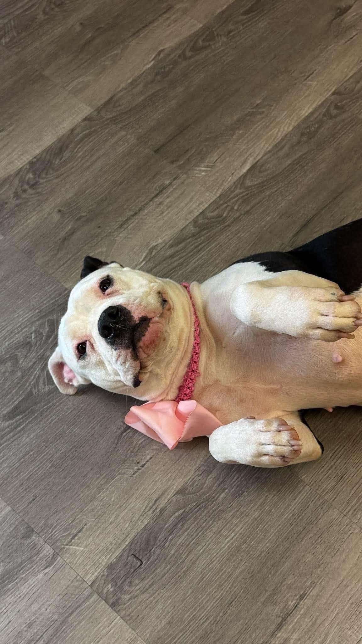 Enlarge Musi, a Adoptable American Staffordshire Terrier in Arlee, MT image 4/5